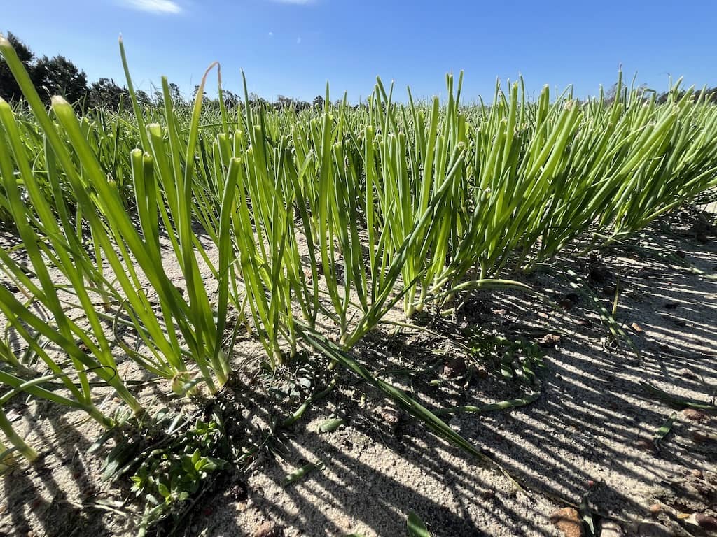 Vidalia seed beds in November of 2024.