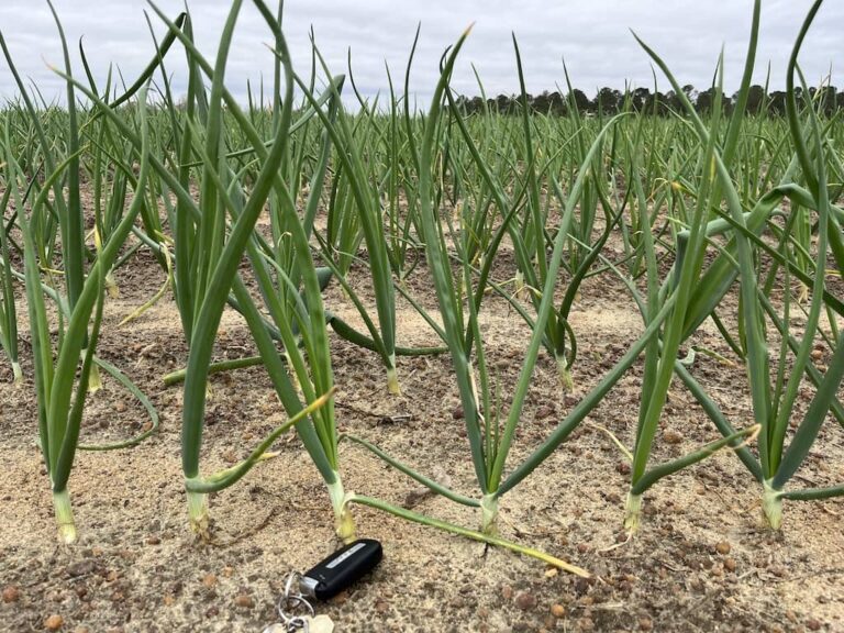 Update On 2023 Vidalia Onion Crop VidaliaOnions Com   Vidalia Onions Feb 2023 1 768x576 