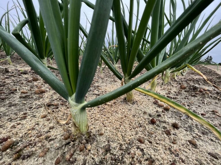 Update On 2023 Vidalia Onion Crop VidaliaOnions Com   Vidalia Onions Feb 2023 2 768x576 