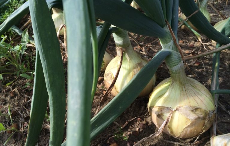 What Is A Vidalia Onion? | VidaliaOnions.com