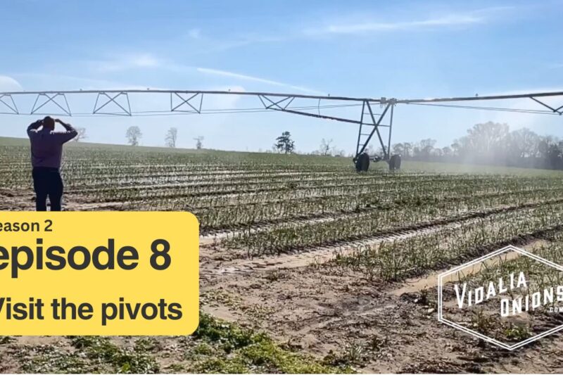 Visit pivots that water our Vidalia onion crop